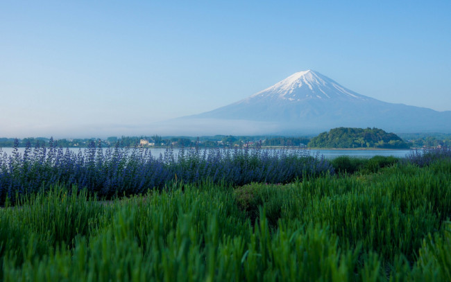 Обои картинки фото mount, fuji, lake, kawaguchi, japan, природа, горы, озеро, кавагути, фудзияма, фудзи, Япония, вулкан, лаванда, луг
