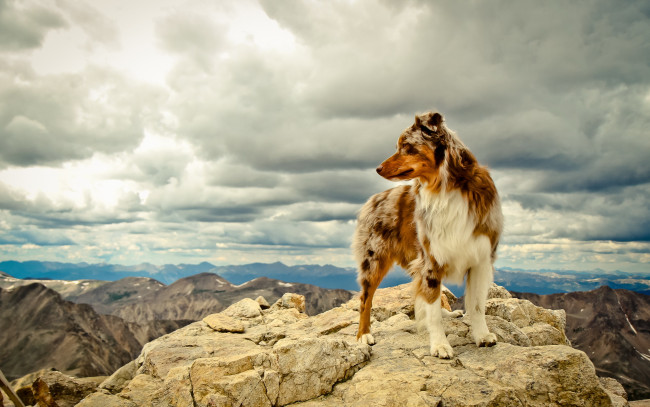 Обои картинки фото животные, собаки, горы