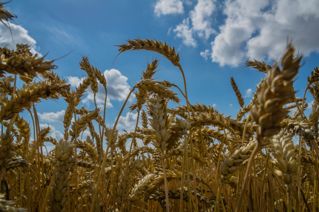 Обои картинки фото природа, поля, небо, колосья, пшеница