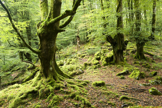 Обои картинки фото природа, лес, деревья, мох