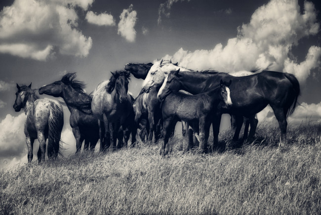 Обои картинки фото животные, лошади, кони, табун, луг, облака, чёрно-белая