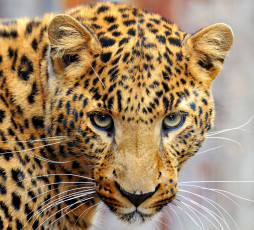 Картинка животные леопарды кошки морда леопард leopard