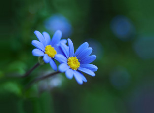 Картинка цветы боке фон блики голубые