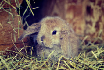 Картинка животные кролики +зайцы серый кролик трава