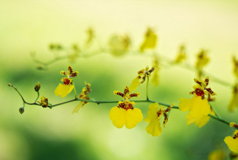 Картинка цветы орхидеи ветка желтые орхидея фон