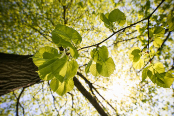 Картинка природа листья свет ветки дерево макро