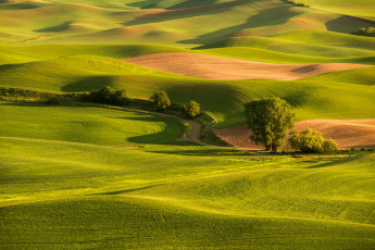 Картинка природа поля холмы закат дорога поле трава деревья