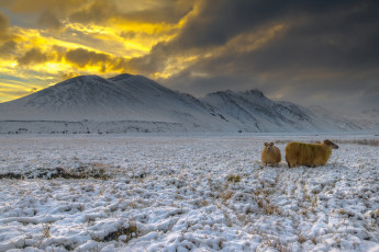 Картинка животные козы снег высокогорье исландия ландманналейгар