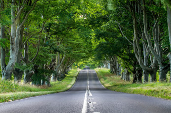 Картинка природа дороги деревья асфальт дорога англия зелень трава листва стволы