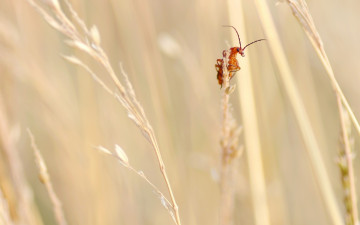 Картинка животные насекомые букашка травинки трава поле