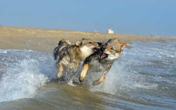 Картинка животные собаки брызги волна