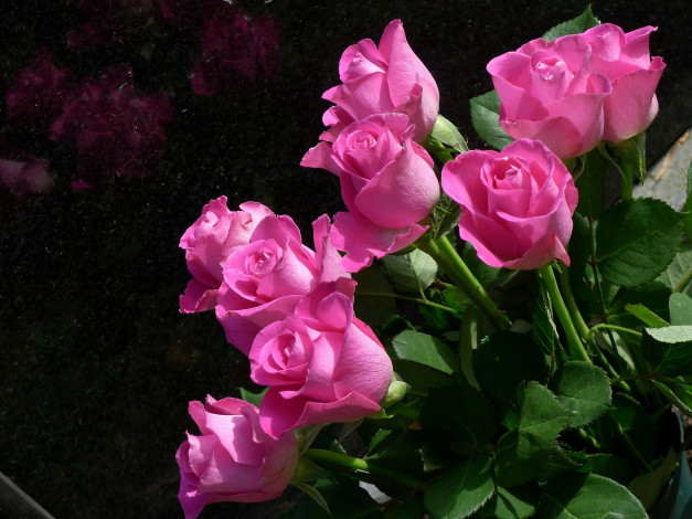 Обои картинки фото цветы, розы, листья, розовые