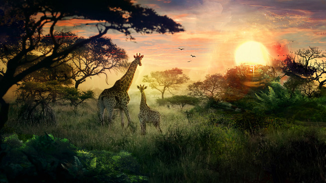 Обои картинки фото разное, компьютерный дизайн, жирафы, детеныш, природа, солнце, закат, сафари