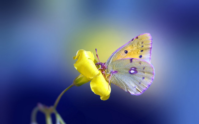 Обои картинки фото животные, бабочки, фон, бабочка, желтый, цветок