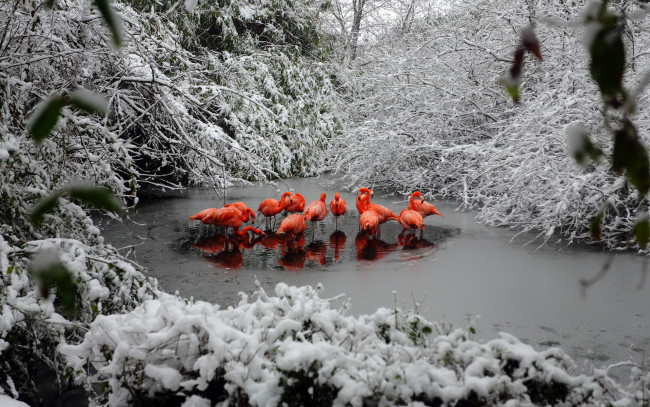 Обои картинки фото животные, фламинго, снег, лес, зима, озеро