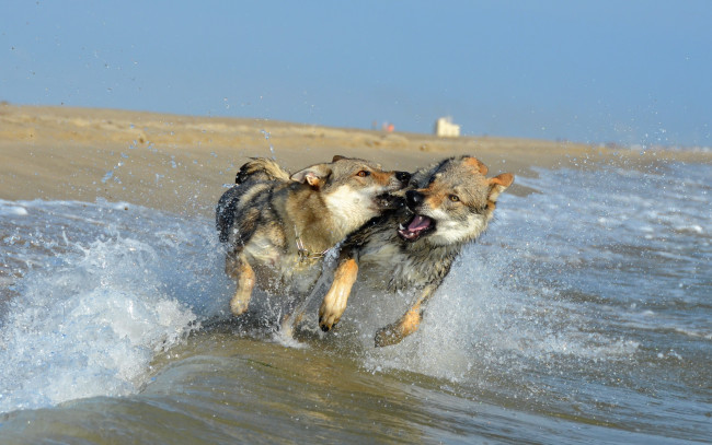 Обои картинки фото животные, собаки, брызги, волна