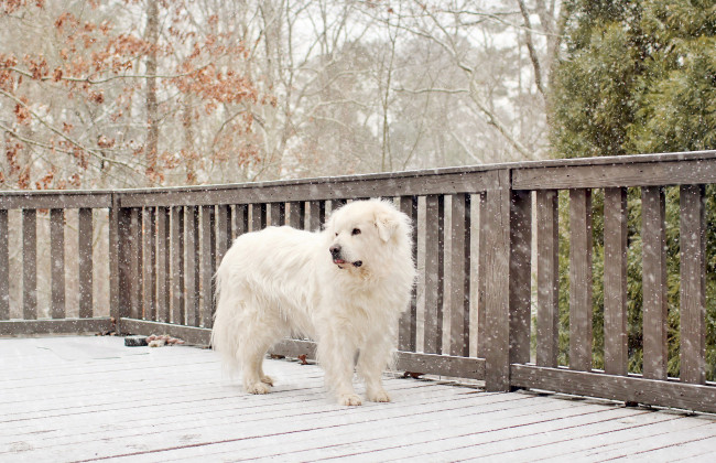 Обои картинки фото животные, собаки, снег, деревья, ограда, зима, забор, собака, белая