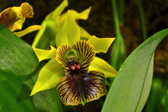 Обои картинки фото цветы, орхидеи, зеленый