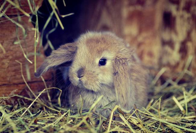 Обои картинки фото животные, кролики,  зайцы, серый, кролик, трава