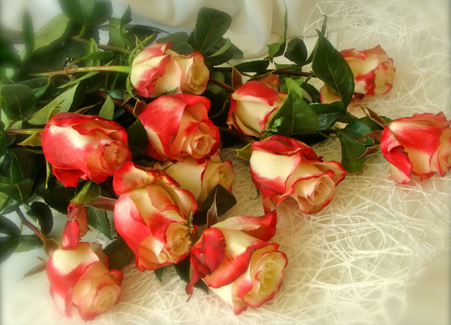 Обои картинки фото цветы, розы, пестрый
