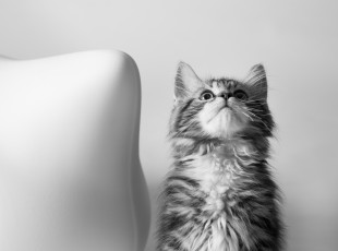Картинка животные коты фон киса коте кот кошка котёнок взгляд