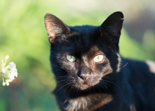 Картинка животные коты киса кот взгляд чёрный солнечно портрет