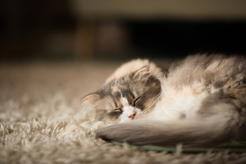 Картинка животные коты фон киса коте кот кошка спит ковёр