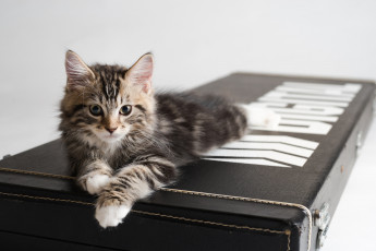 Картинка животные коты фон киса коте кот кошка котёнок взгляд чемодан