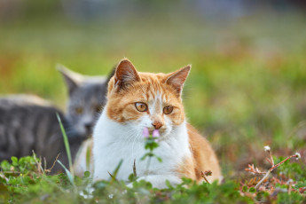 Картинка животные коты коте кошка кот киса взгляд рыжий