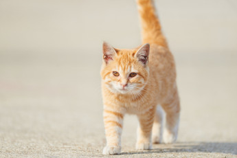Картинка животные коты коте взгляд рыжий киса кот кошка