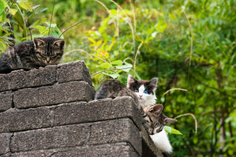 Картинка животные коты котята камни