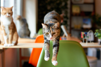 Картинка животные коты лапы прыжок взгляд коте кошка кот киса
