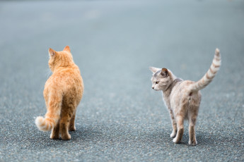 Картинка животные коты пара
