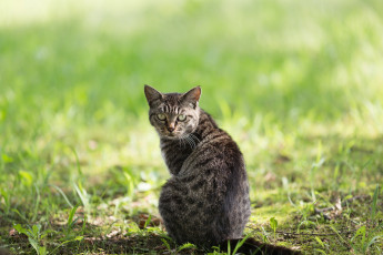 Картинка животные коты усы взгляд коте киса весна трава луг ушки