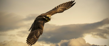 Картинка животные птицы+-+хищники полет орел птица