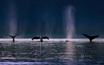 Картинка животные киты +кашалоты горбатые плавник брызги море океан адмиралтейские острова аляска сша