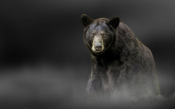 Картинка животные медведи чёрный медведь взгляд барибал