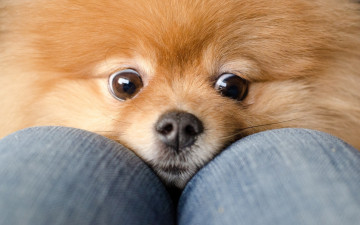 Картинка животные собаки джинсы колени глаза рыжий шпиц собака