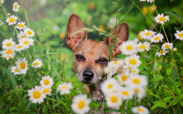Картинка животные собаки ромашки мордашка собака цветы