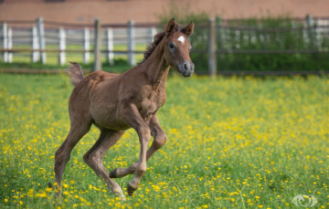 Картинка автор +oliverseitz животные лошади жеребёнок малыш детёныш бег игра луг загон лето
