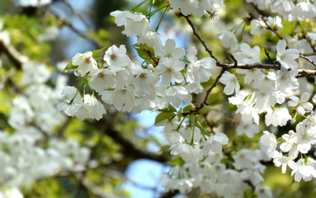 Обои картинки фото цветы, сакура,  вишня, вишня, весна, дерево, ветка, цветение