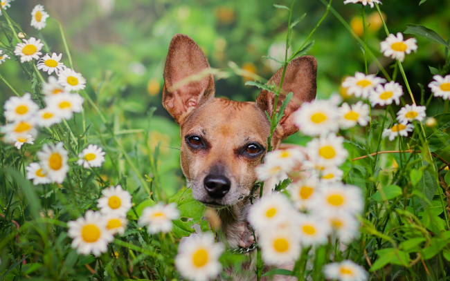 Обои картинки фото животные, собаки, ромашки, мордашка, собака, цветы