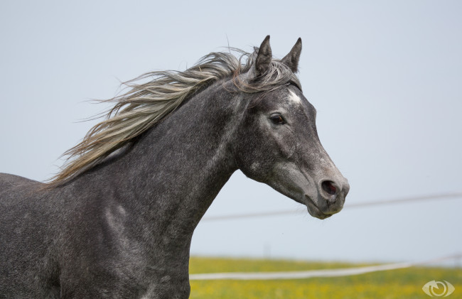 Обои картинки фото автор,  oliverseitz, животные, лошади, конь, серый, профиль, грива, грация