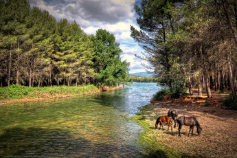 Картинка животные лошади берег тучи небо река лес песок