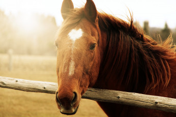 Картинка животные лошади лошадь изгородь гнедой голова конь