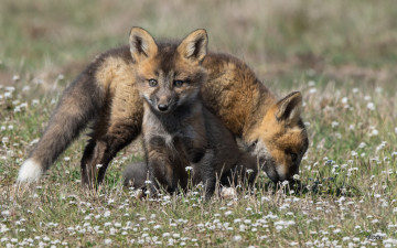 Картинка животные лисы семья