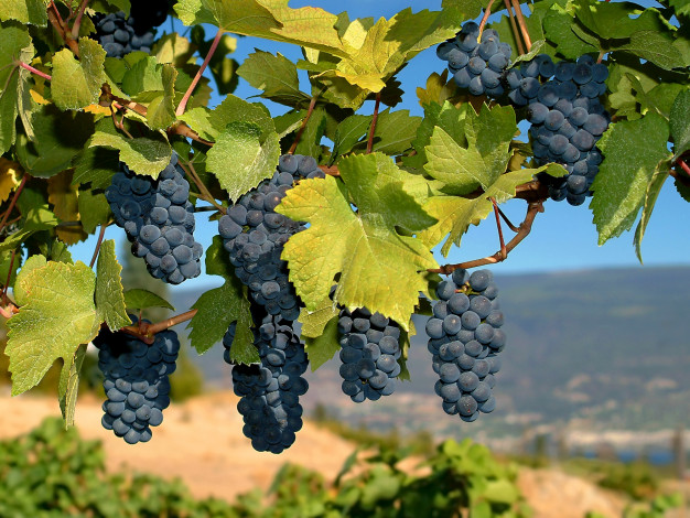 Обои картинки фото природа, Ягоды,  виноград, vip, виноград