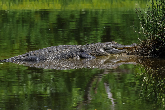 Обои картинки фото животные, крокодилы, крокодил