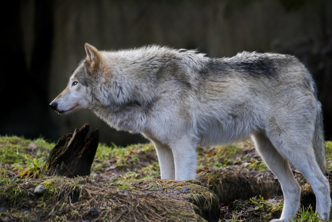 Обои картинки фото животные, волки,  койоты,  шакалы, волчара