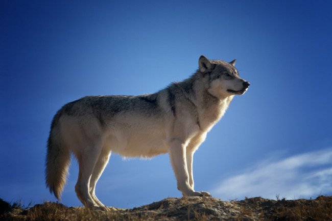 Обои картинки фото животные, волки,  койоты,  шакалы, взгляд, фон